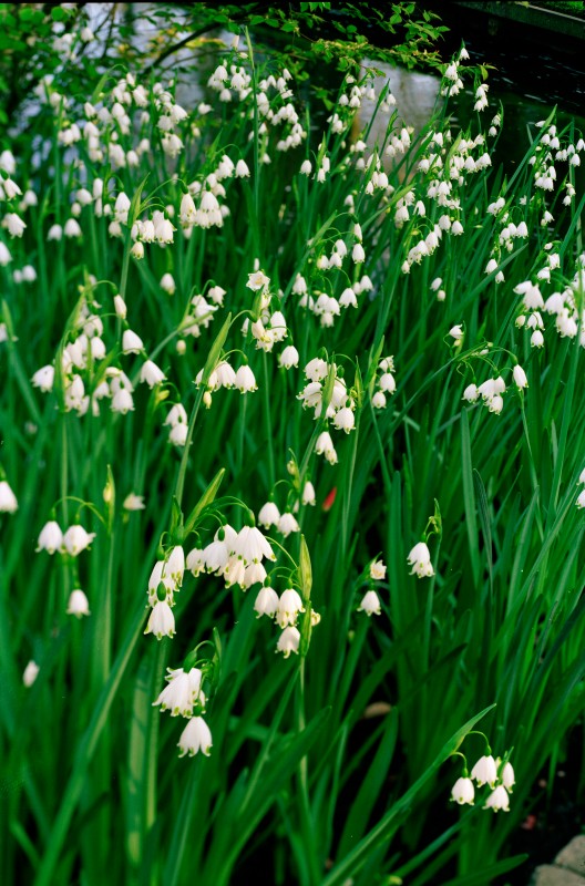 Spring flowers 
Original: Neg. Film , 6x9cm
Scan: Imacon 10500x7000 pix.

