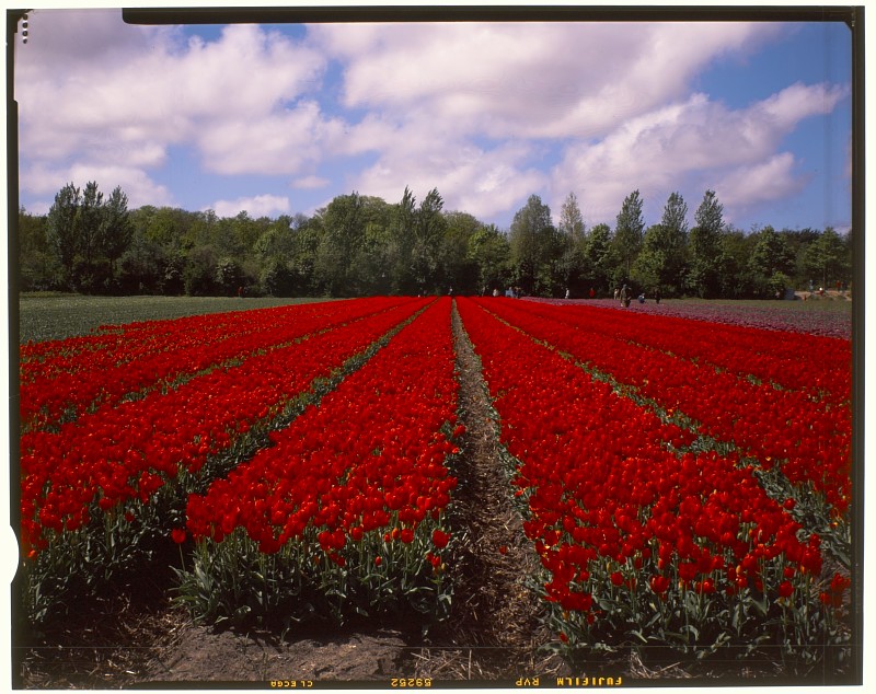 Tulip field, Netherlands
Original: Film Velvia, 4x5" 
Preview: digital camera                    

